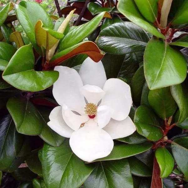 Teddy Bear Magnolia